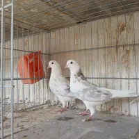 کفتر پرشی کاشان|پرنده|کاشان, طاهرآباد|دیوار