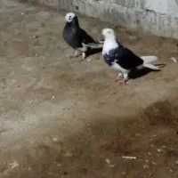 کبوتر|پرنده|گمیشان, |دیوار