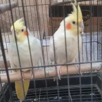 سلام یه جفت طوطی عروس با قفس بخاطر کمبود جا|پرنده|اقبالیه, |دیوار