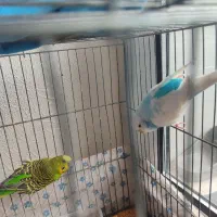 یک جفت مرغ عشق توافقی بفروش میرسد