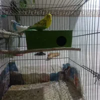 دو عدد مرغ عشق  بالق  معاوز با دو چرخه هم داریم