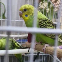 مرغ عشق مولد|پرنده|تهران, شمشیری|دیوار