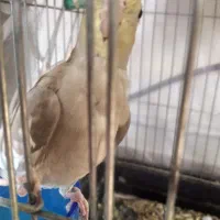 عروس هلند ماده|پرنده|بروجرد, |دیوار