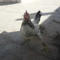 خروس رسمی|حیوانات مزرعه|یزد, |دیوار