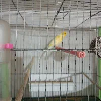 دو عدد قناری نر مست