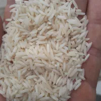 برنج طارم فجر. خوشپخت. هاشمی|عمده‌فروشی|نسیم‌شهر, |دیوار