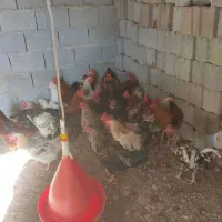 خروس|حیوانات مزرعه|طبس, |دیوار