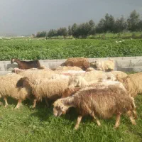 ۱۶ راس گوسفند و ورک