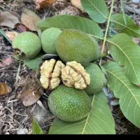 گردو تازه دانه درشت درجه یک دانه ای ۵ هزار