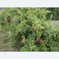 باغ توسکستان