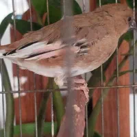 یک عدد مرغ مینا و سیره پرصورتی|پرنده|تهران, تهرانسر غربی|دیوار