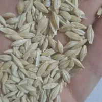 جو بذری سهند