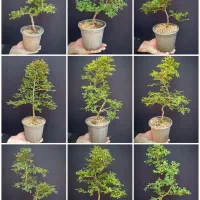 فروش عمده نارون سیجو