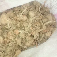 پیاز زعفران اصلاح شده