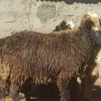 میش بز بره کهره