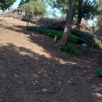 گاوجنگلی اصیل بانرگوساله 4ماهه و2ماه آبست|حیوانات مزرعه|رامیان, |دیوار