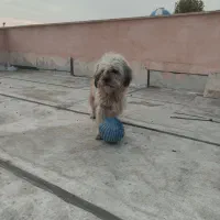 سگ تریر|سگ|ماهدشت, |دیوار