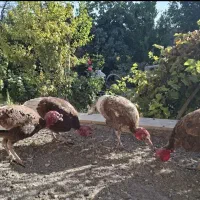 بوقلمون چهارعددنرهستن نژاد بربون|حیوانات مزرعه|معصومیه, |دیوار