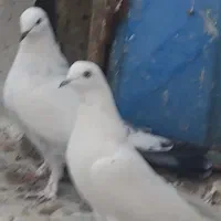 کبوتر|پرنده|تبریز, |دیوار