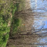 فروش باغ سر سبز