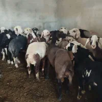 ۱۹ عدد گوسفند  توقلی ماده عتیقه