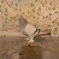 کبوتر‌ترکی‌اصل‌یه‌دست
