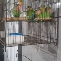 جفت طوطی برزیلی|پرنده|اهواز, کوی بشارت|دیوار