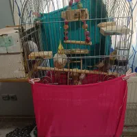 جفت عروس مولد با کلیه لوازم