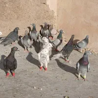 کبوتر|پرنده|شیراز, پانصد دستگاه ارتش|دیوار