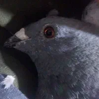 کبوتر نسل دار|پرنده|فردوس (خراسان), |دیوار