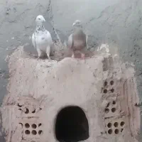 کبوتر هفرنگ