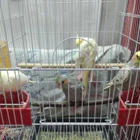 فروش چندین عدد عروس هلندی جوان همگی دون خور وسرحال