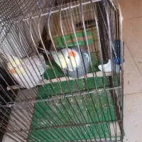 عروس هلندی جفت مولد