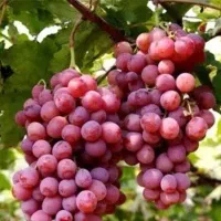 فروش تولید انگور قزل اوزوم ۵۰ نوع انگور ایرانی