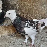 کبوتر