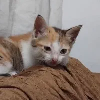 واگذاری بچه گربه رایگان