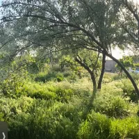 2000متر باغ محدوده حکیم آباد|فروش زمین و ملک کلنگی|فشاپویه, |دیوار