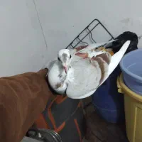 کبوتر دوبال اهوازی|پرنده|گرگان, |دیوار