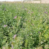 بذر یونجه درجه یک|عمدهفروشی|شیراز, نصر|دیوار