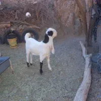 بزقاله گلابی