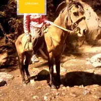 کره اسب نرین افغانی شماره زده اصیل یورقه