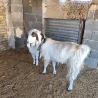 میش بره بز زایده ابستن|حیوانات مزرعه|مبارکه, |دیوار