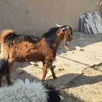 فروش بز مری نر|حیوانات مزرعه|سیب و سوران, |دیوار