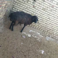 بره نر چاق گوشتی ۵۰ کیلو|حیوانات مزرعه|هشتگرد, شهرک صنعتی هشتگرد|دیوار