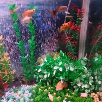 آکواریوم زیبا و با آرامش|ماهی|مشهد, چهارچشمه|دیوار