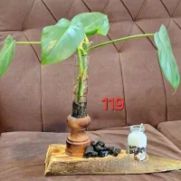 دکوری چوبی آویز دیواری کادویی|صنایع دستی و سایر لوازم تزئینی|مشهد, رضاشهر|دیوار