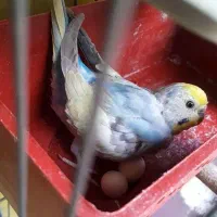مرغ عشق رینبو ومعمولی