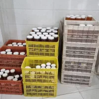 فروش عمده عسل طبیعی و تضمینی کردستان