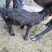 بره شیری یک روزه نر