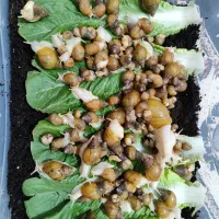 حلزون فروشی